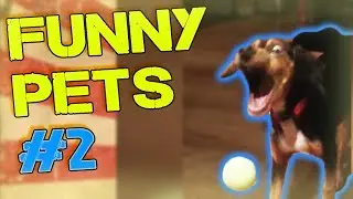 FUNNY PETS  BEST COMPILATION #2 2017