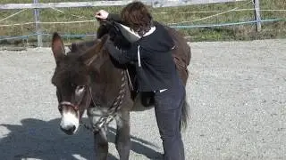 Saddle Donkey Training commented