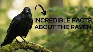 Watch How These RAVENS Are So Smart &ndash; Fascinating Facts About Them!