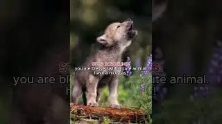 WACHT AS THIS BABY WOLF...