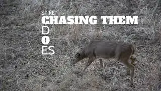 Spike buck chasing them D O E s