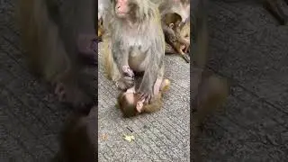What does this mean ? #monkey #shorts #animals