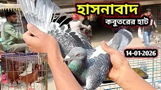 14-01-2026 হাসনাবাদ কবুতরের হাট | কম দামে কবুতর | Hasnabad kobutor hat | কবুতর হাট | Pigeons price 