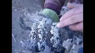 Das Wespen Nest