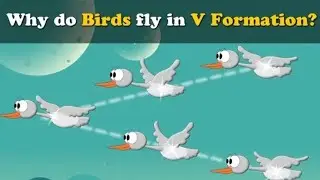 Why do birds fly in V shape?