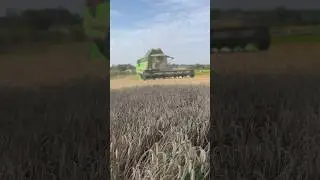 Moisson du bl&eacute; (30juillet)