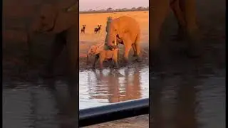 Elephant vs Crocodile &ndash; A Shocking Battle in the Wild