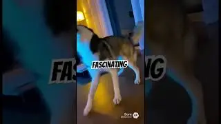 &laquo;Точка зрения кота: Этот вихрь был НЕнормальным 😳&raquo; #смешнаясобака #домашниеживотные #жизненное
