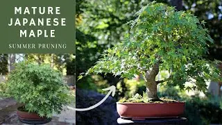 Pruning (thinning out) Japanese Maple Bonsai in Summer