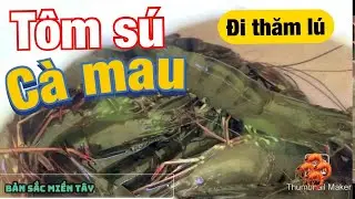 Đi thăm lú tôm ( nguồn sống chủ yếu của người nông dân cà mau )