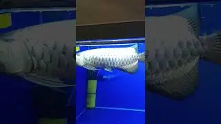 Champion 🏆 Classic Malaysian Golden Arowana