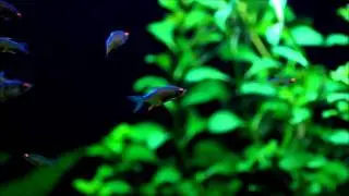 RasboroidesVaterifloris.wmv