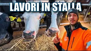 Lavori in stalla 🐄 | Tutto quello che c’è da fare prima e dopo la mungitura 🥛