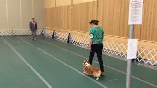 Corgi competes at 2018 Erie Kennel Club Dog Show in obedience and rally trial
