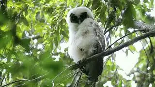 Brown Wood Owl (Strix leptogrammica)