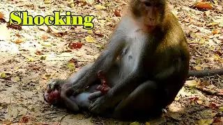 GOD HELP! Mom Anna weaning milk Alba by fight hurt, Why Anna do like this? Miserable life of Alba