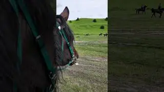 kabardian horse
