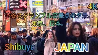 Evening Walking Tour in Shibuya. 