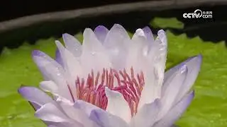 Picturesque water lilies attract visitors to park
