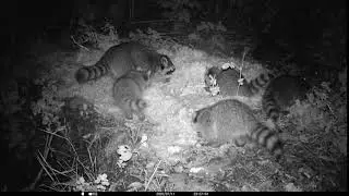 The raccoon family - famille de ratons laveurs