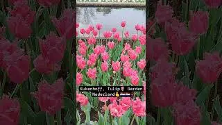 blooming paradise 🌷🏞️The