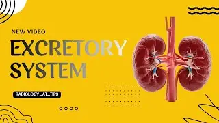 Excretory System Explained | Kidney, Ureter & Bladder | Radiology | Part 1
