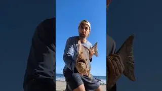 Как поймать большого калифорнийского палтуса на щуку с берега. Рыбалка с волн в Южной Калифорнии.