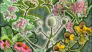 Cape Cod Native Plants And Alternative Lawn Workshop