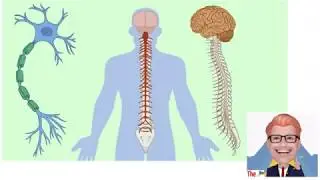 Nerves and Action Potentials [KS5] - The Bio Coach