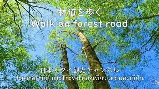Walking a forest road in japan