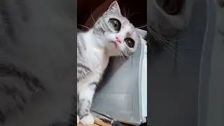 #funny #animals #pets #cats #dogs #dr&ocirc;le #rires #194 #animaux animau