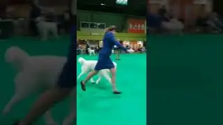 АНГЛИЯ,КРАФТ 2020