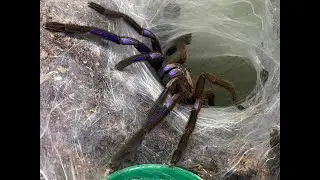 Chilobrachys sp Electric Blue rehouse and care