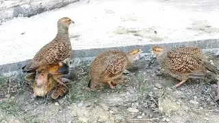 Grey Partridge Best Breeder pair | Teetar Breeding