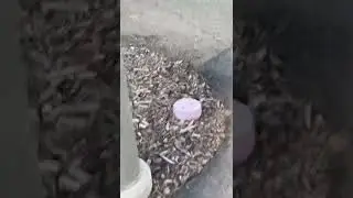 Wild Rabbits 🐇