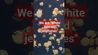 Wonders of ocean #seaanimals #jelly #jellyfish #nature #deepsea #water #beautifulnature