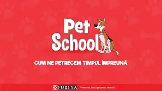 Jocuri si activitati pentru caini | PURINA PetSchool