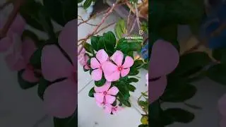 #periwinkle #summer pink #blooming#naturelovers #gardenplants #pink flowers