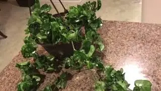 Hindu Rope Hoya Issues