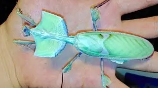 Handling a DEVIL'S FLOWER MANTIS! - (Idolomantis diabolica)
