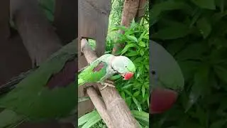 cute parrot 🐦🦜 #parrot #nonstoptalkingparrot #talkingparot #comedy #funny #parrotplaytime #greenpar