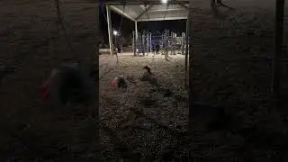 Jugando en los columpios