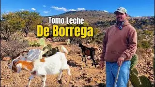 Toda Una Vida Cuidando Chivas Con Mi Papá En El Cerro