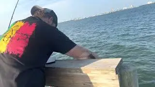 How to catch Sheepshead 101