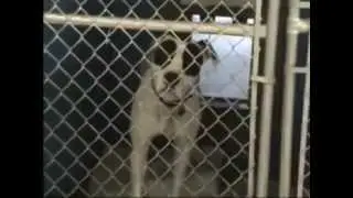 Clip about dog boarding at our facility