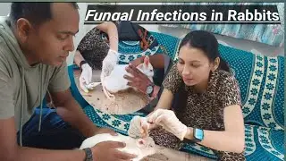 Fungal Infections in Rabbits #@mylifesvlogsdrpriyanka #trending #Viral #@MrBeast