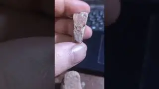Nabatean Research Center - Cheetah Stone