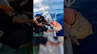 मछली का सिर बना चारा&hellip; और फंस गया 150KG का&rdquo;!।।#ytshorts #deepseafishing#oceanadventure#viralfishing