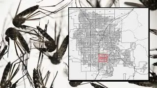 This season's first West Nile-positive mosquitoes found in south Las Vegas