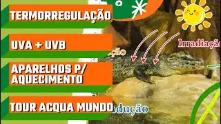 Tudo sobre a Termorregulação em Répteis + Aquecimento + UVA & UVB